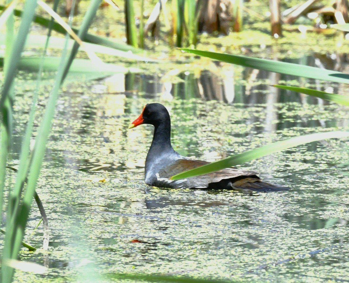 Common Gallinule - ML578990711