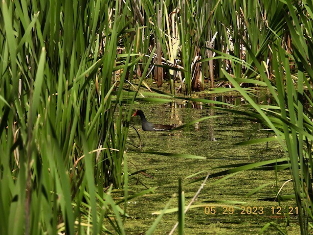 Common Gallinule - ML578991601