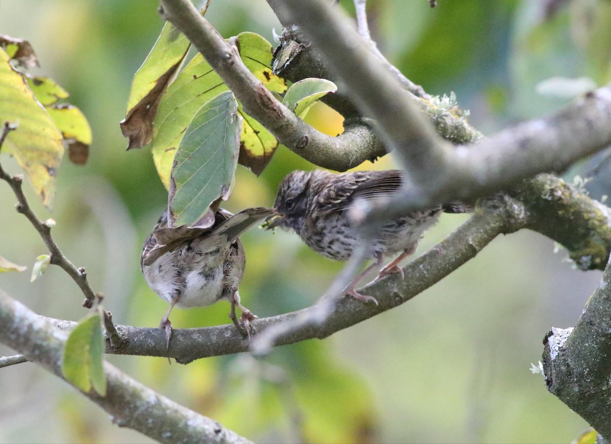 Rufous-collared Sparrow - ML578991801