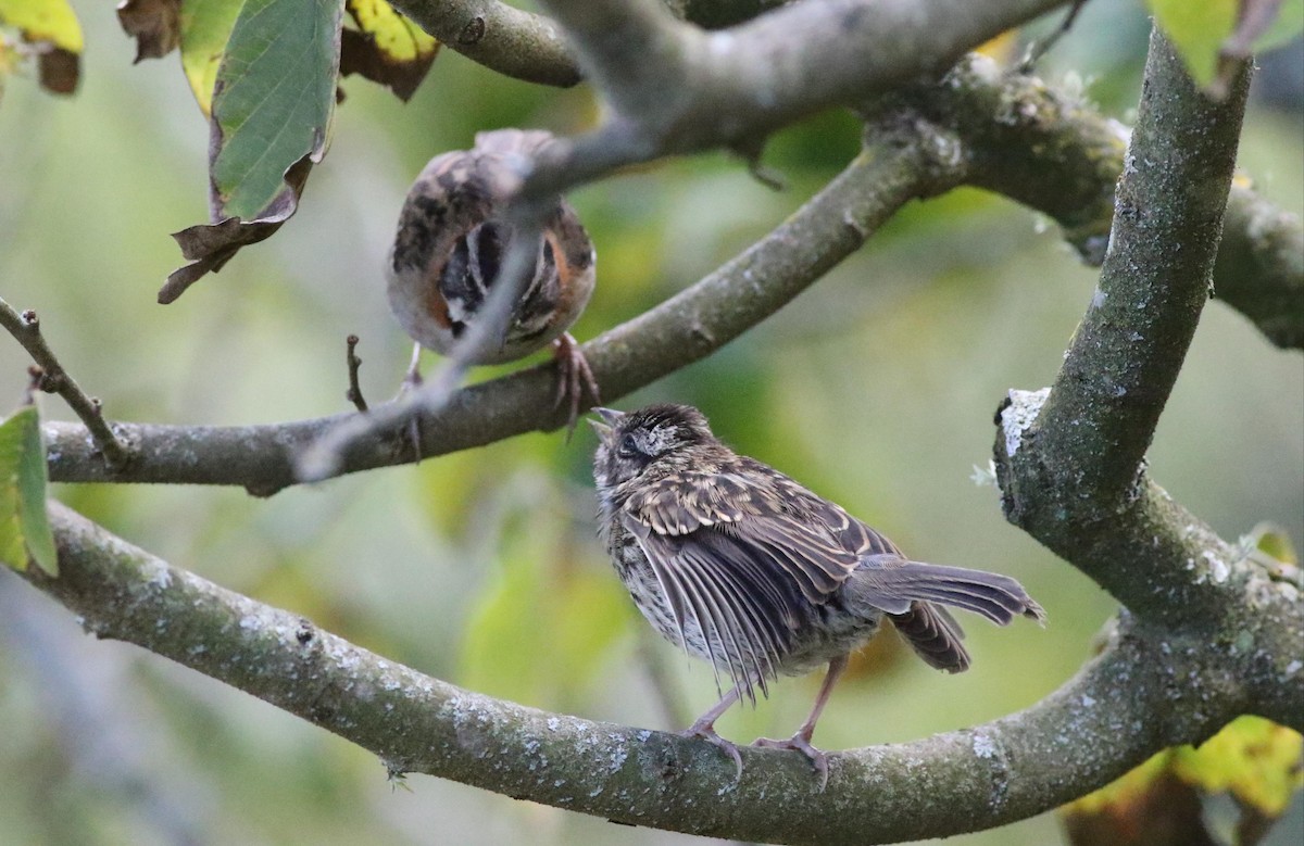 Rufous-collared Sparrow - ML578991821