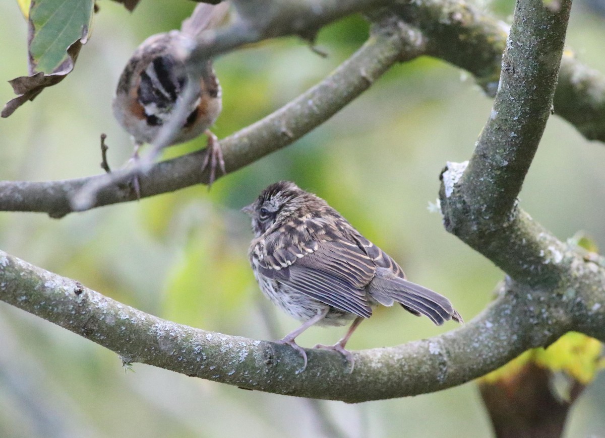 Rufous-collared Sparrow - ML578991831