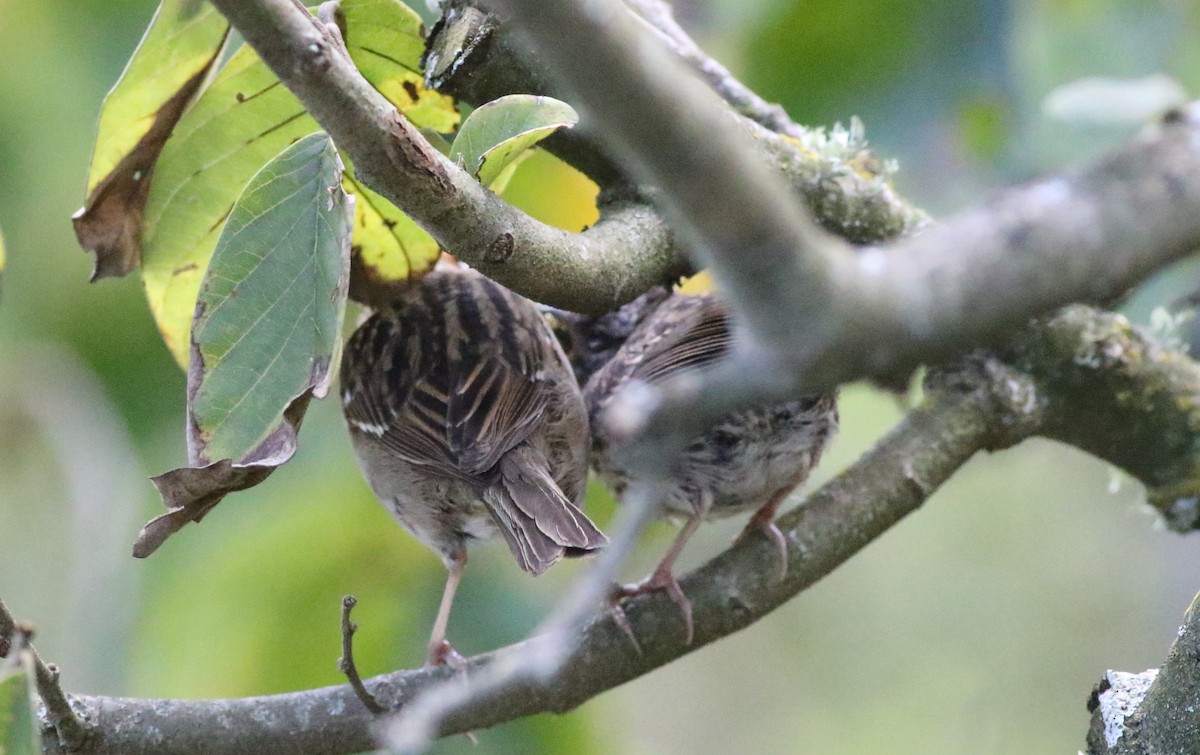 Rufous-collared Sparrow - Joe Gyekis