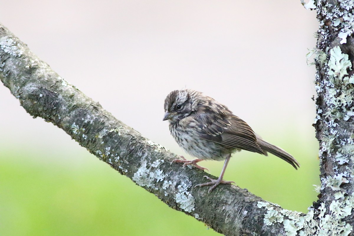 Rufous-collared Sparrow - ML578991871