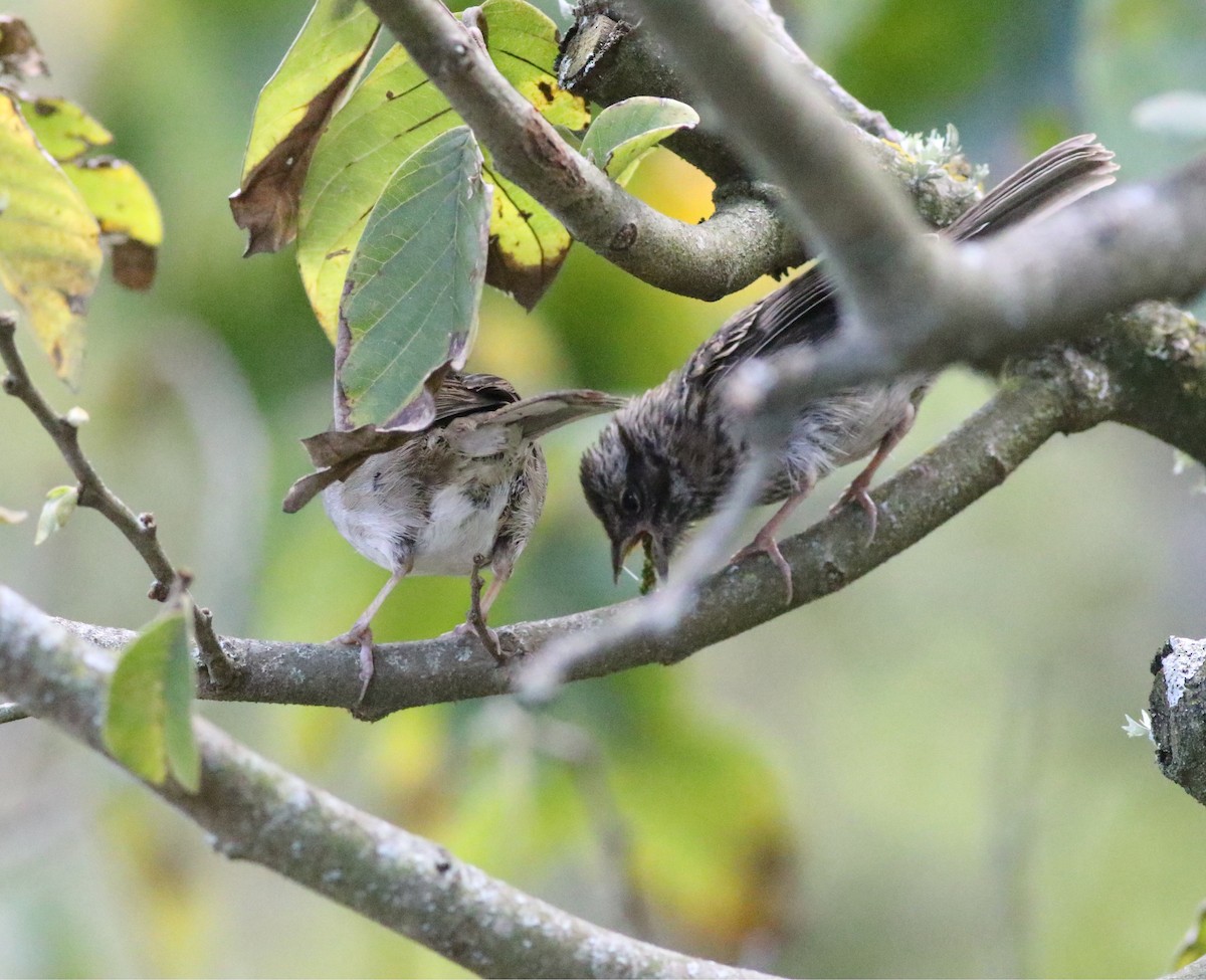 Rufous-collared Sparrow - ML578991881