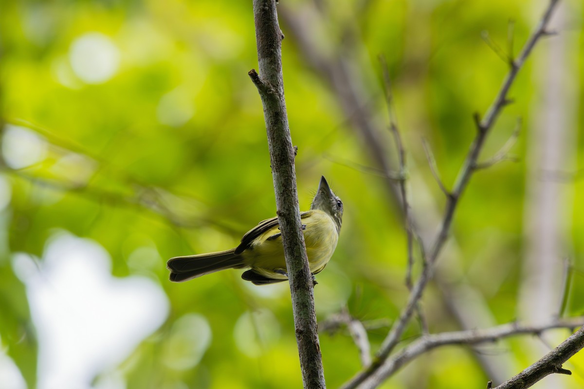 Gray-crowned Flatbill - ML578991981