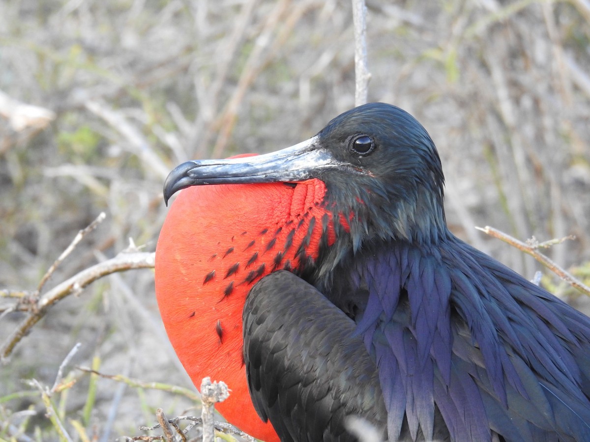 Magnificent Frigatebird - ML57899221