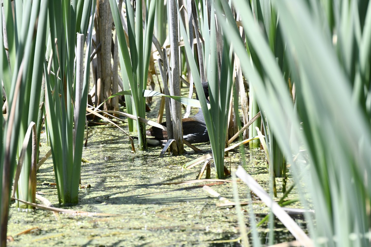 Common Gallinule - ML578992301