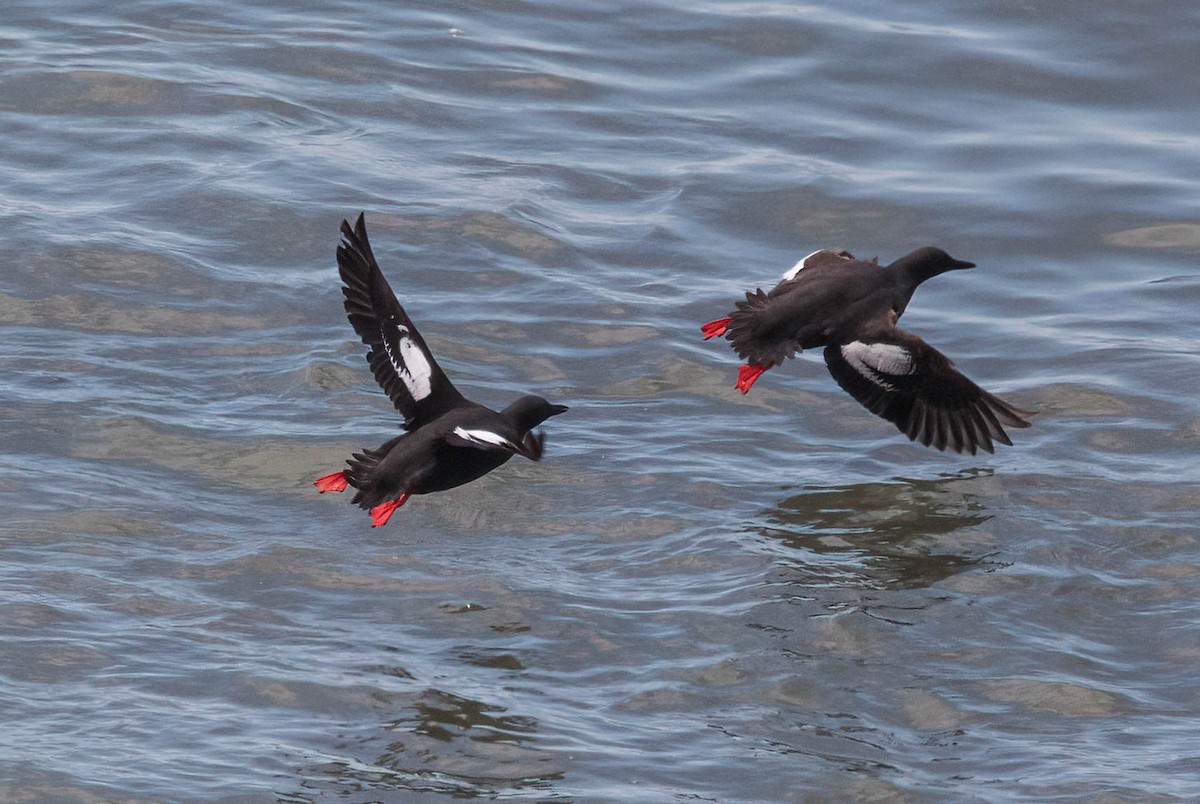 Pigeon Guillemot - John Scharpen