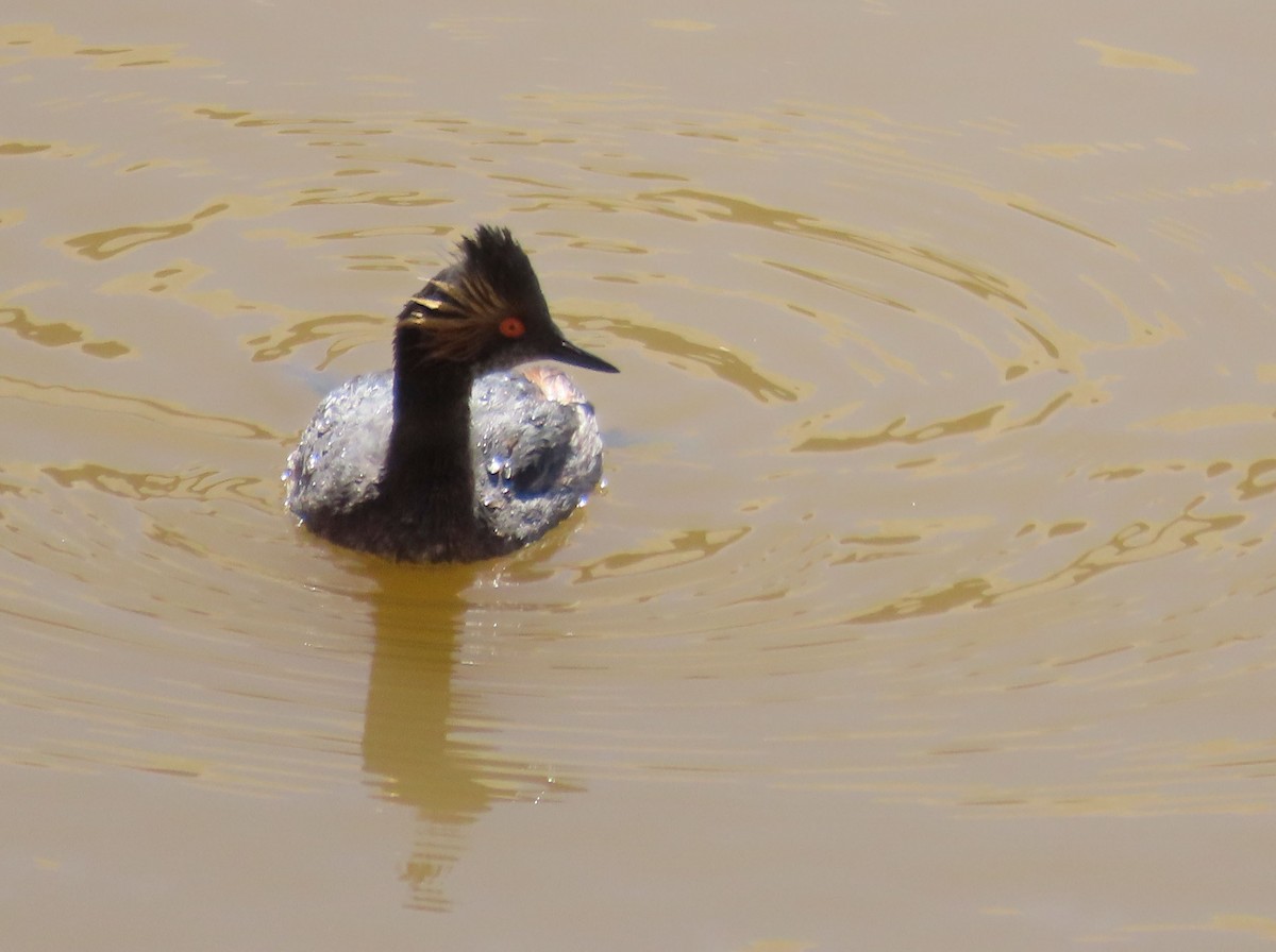 Eared Grebe - ML578992801