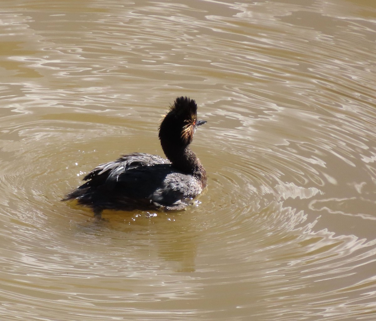 Eared Grebe - ML578992811