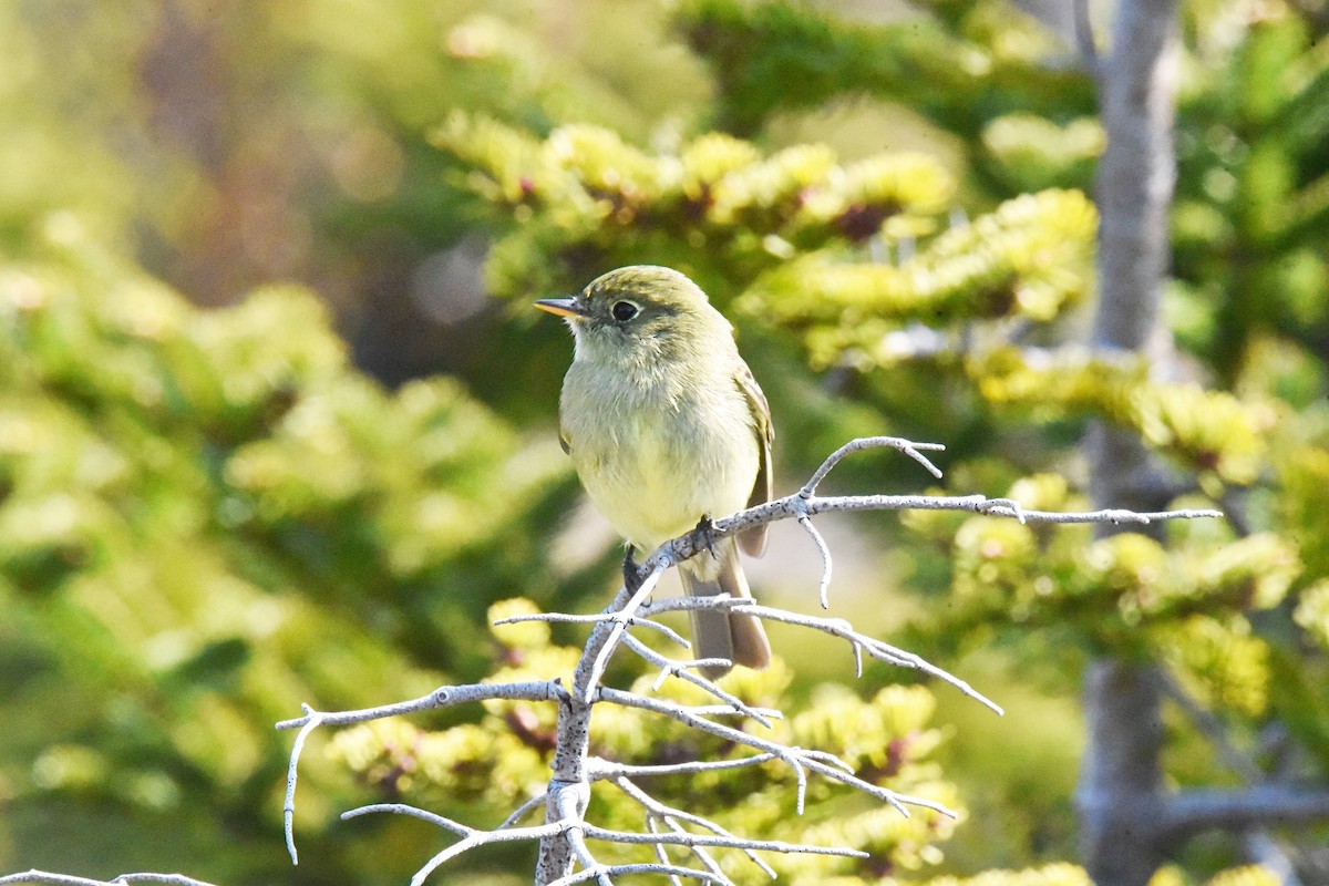 Yellow-bellied Flycatcher - ML578994031