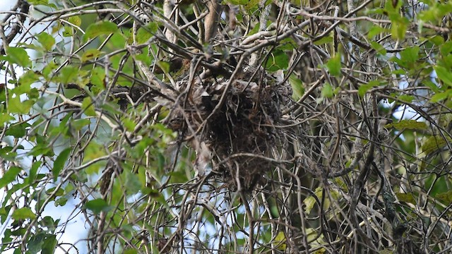 Rusty-backed Spinetail - ML578994661