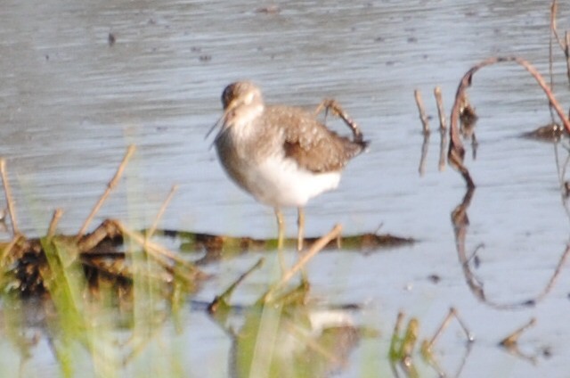 Solitary Sandpiper - Bryan Sharp