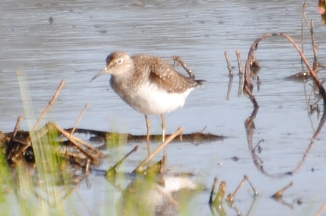 Solitary Sandpiper - ML578994831