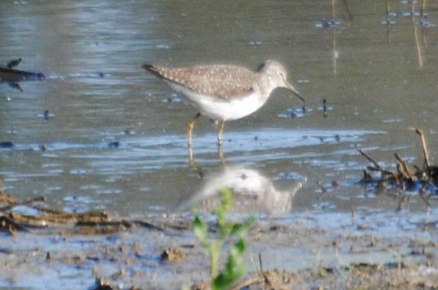 Solitary Sandpiper - ML578994841