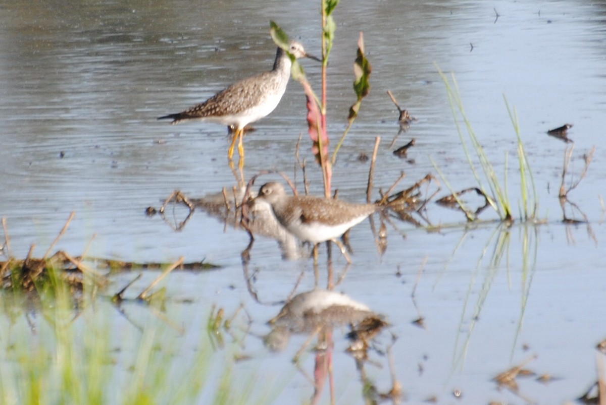 Solitary Sandpiper - ML578994851