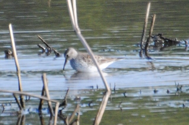 White-rumped Sandpiper - ML578995391