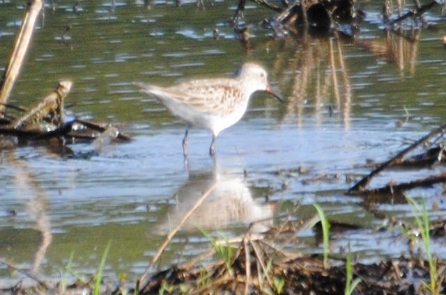 White-rumped Sandpiper - ML578995421