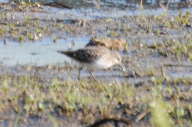 pygmésnipe - ML578995621