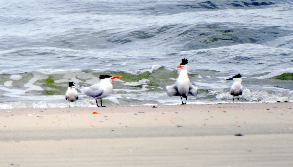 Sandwich Tern - ML57899661