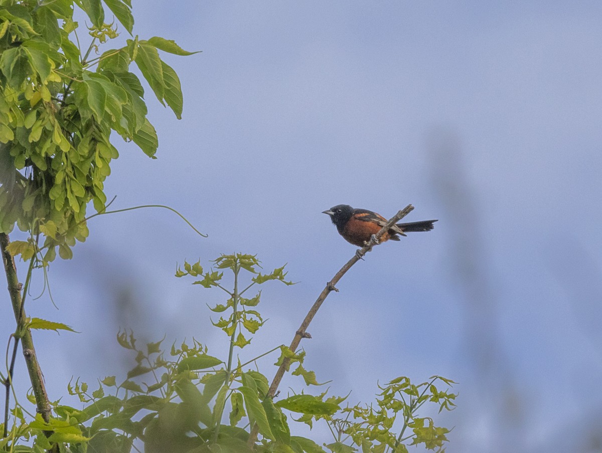 Orchard Oriole - Doug McDonald