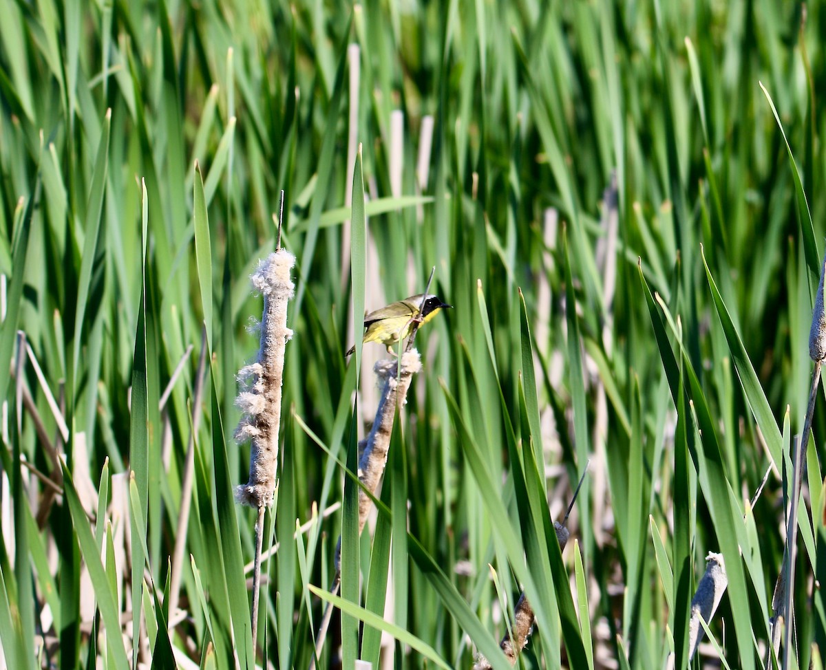 Common Yellowthroat - ML578997181