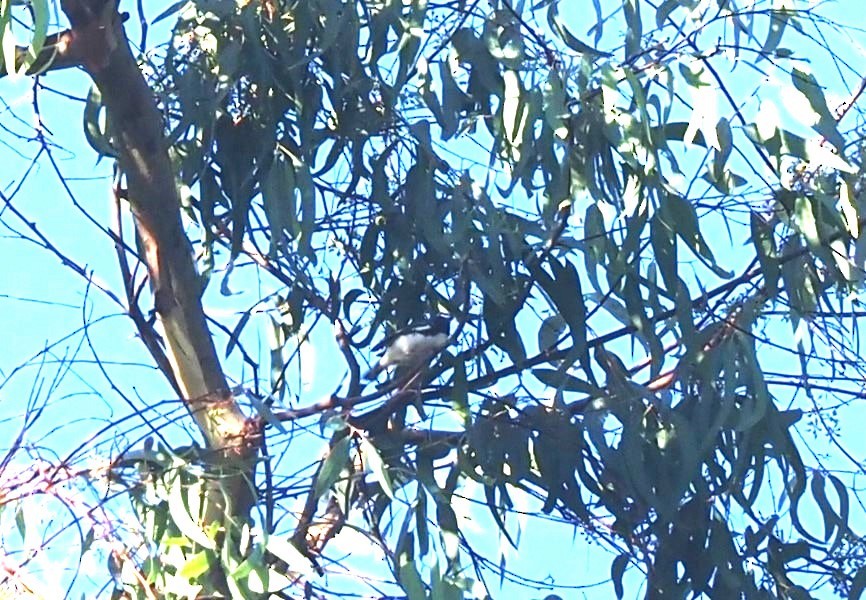 Black-throated Blue Warbler - ML578998071