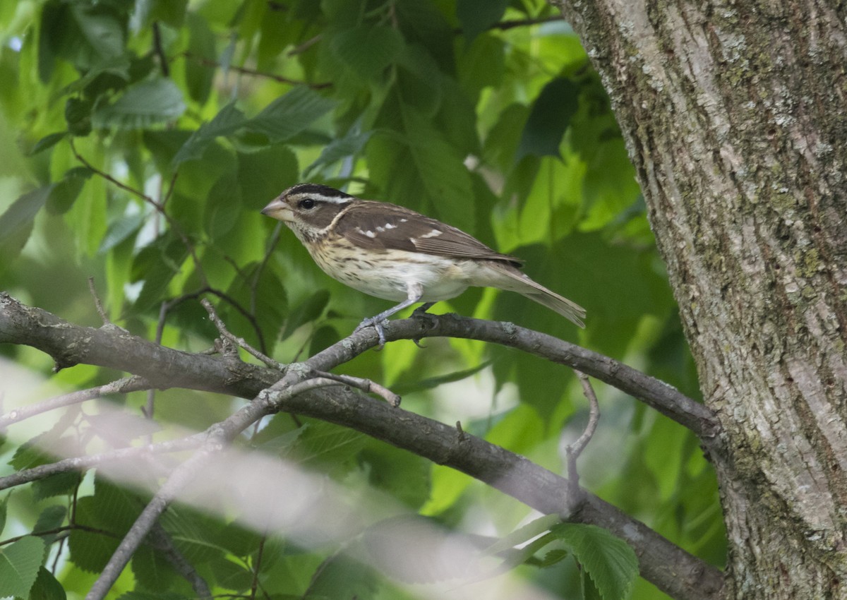 Rose-breasted Grosbeak - ML578998571