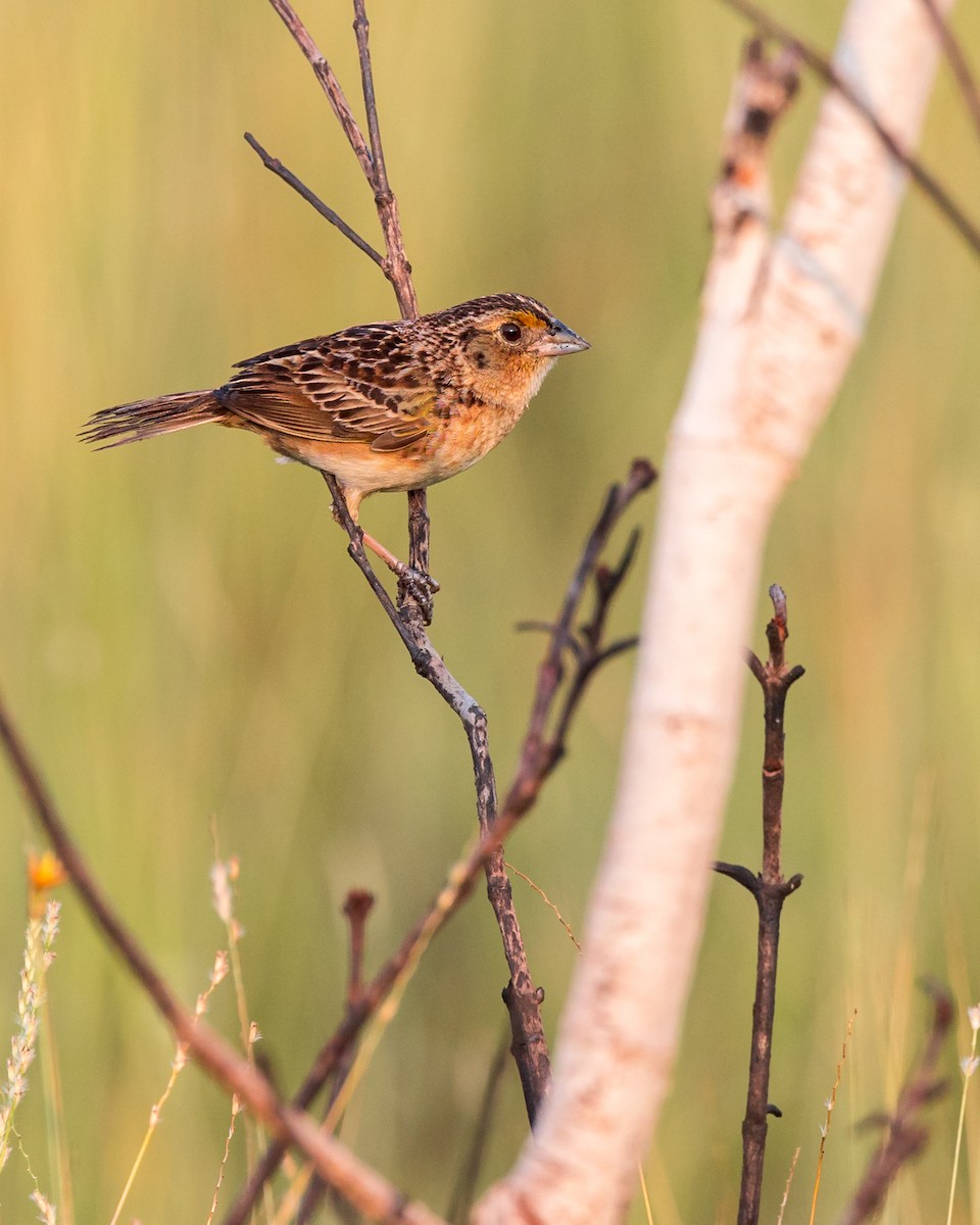 Grasshopper Sparrow - ML578999391