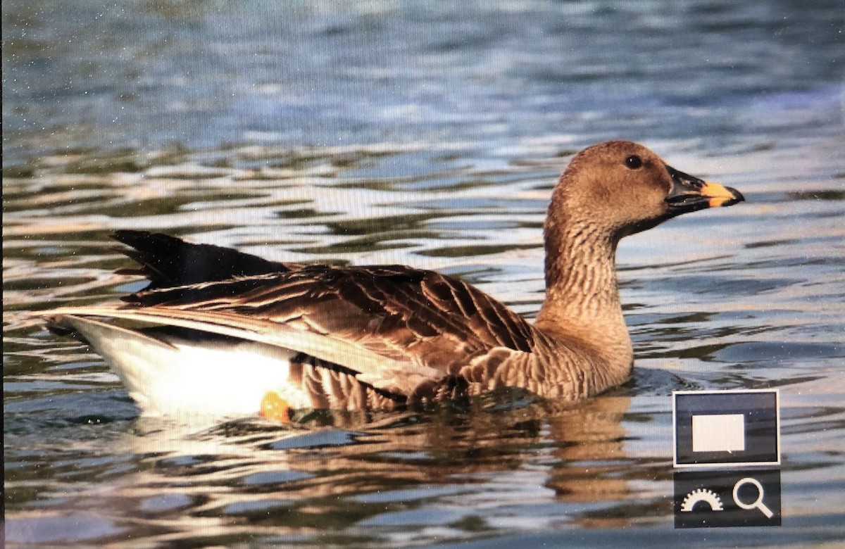 Tundra Bean-Goose - Nicole Koeltzow