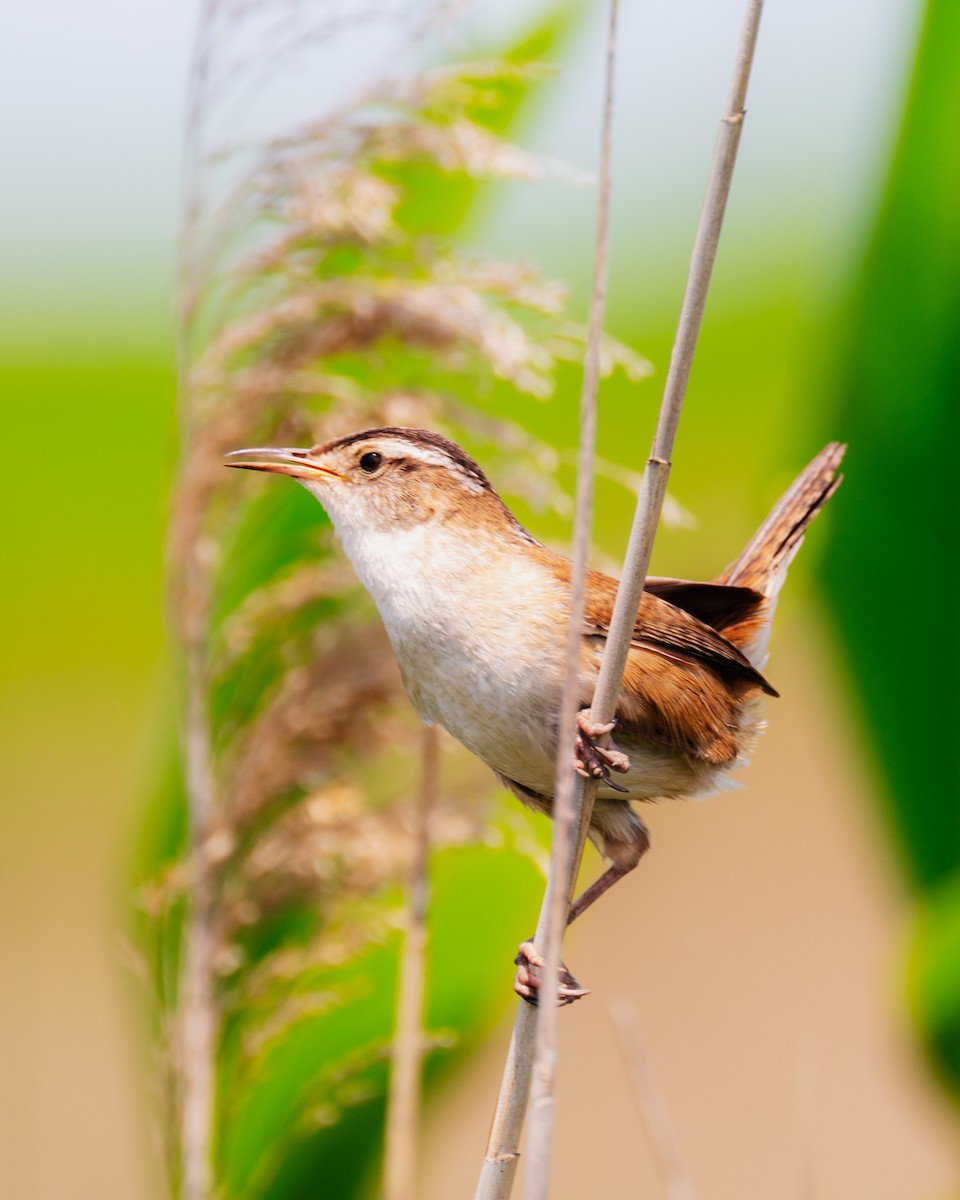 Marsh Wren - ML578999641