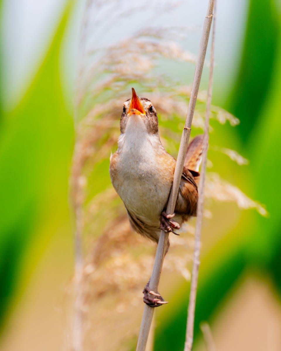 Marsh Wren - ML578999651