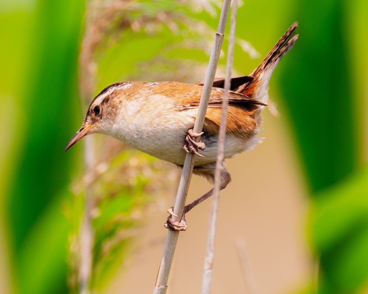 Marsh Wren - ML578999661