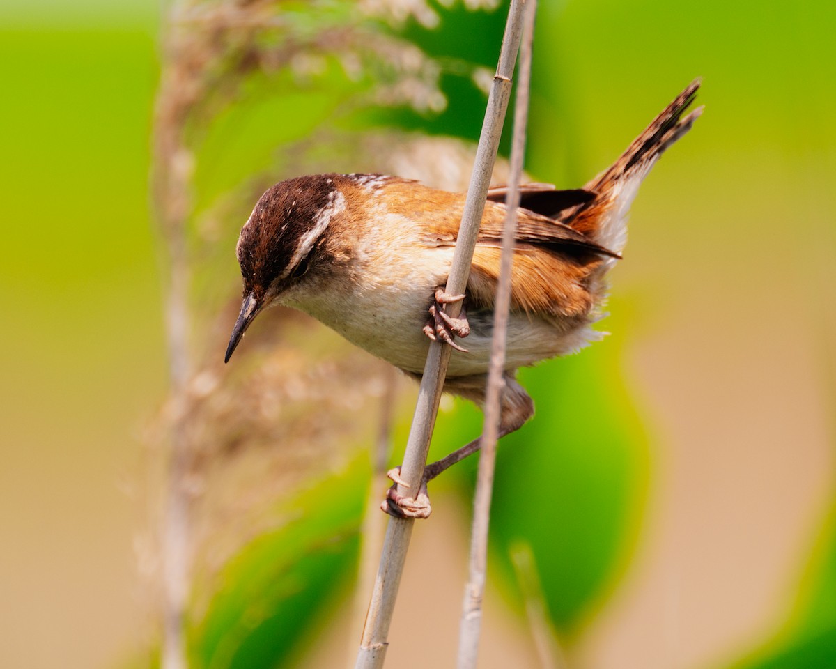 Marsh Wren - Peter Rosario