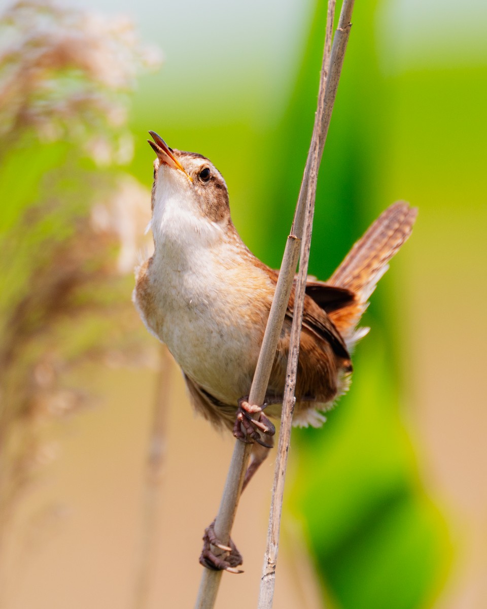 Marsh Wren - ML578999681