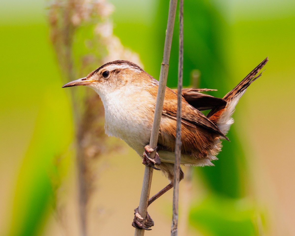 Marsh Wren - ML578999691