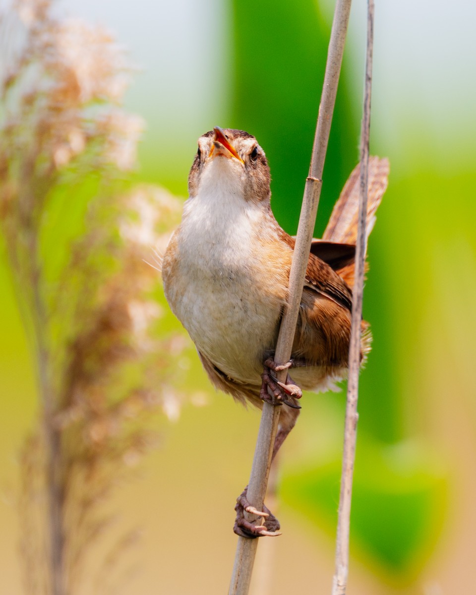 Marsh Wren - ML578999701