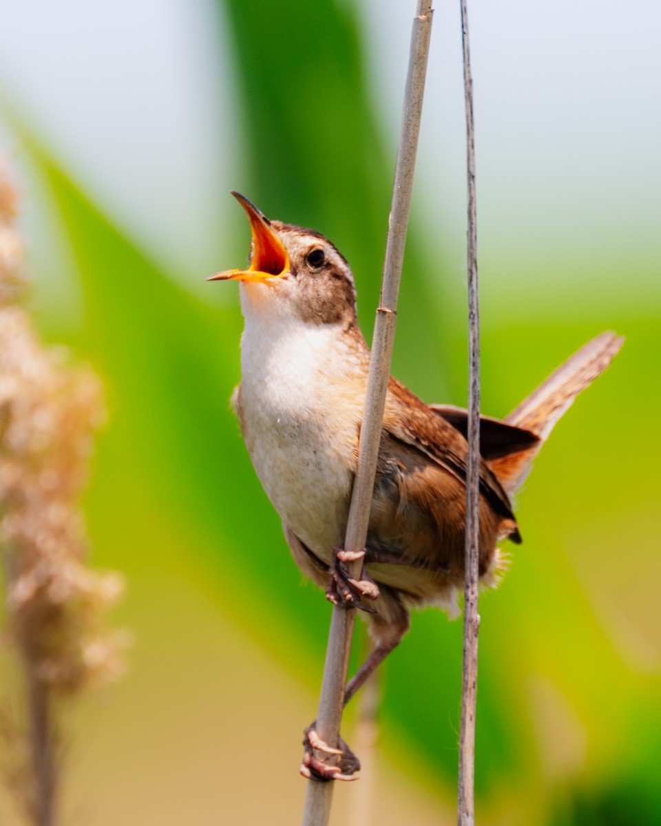 Marsh Wren - ML578999711