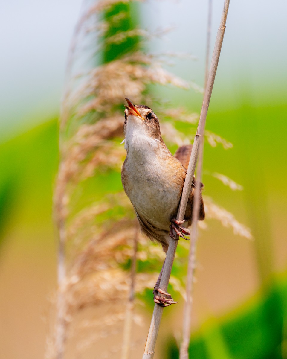 Marsh Wren - ML578999721