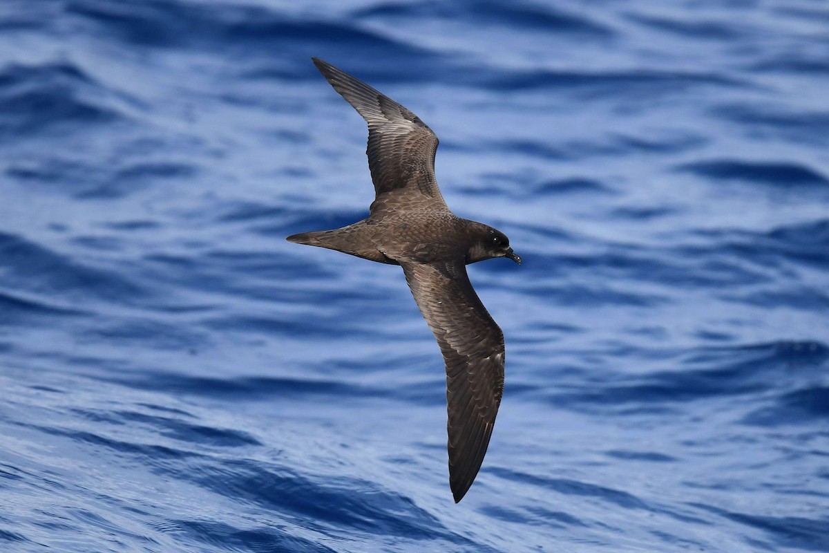Trindade Petrel - ML579000241