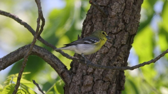 Yellow-throated Vireo - ML579000271