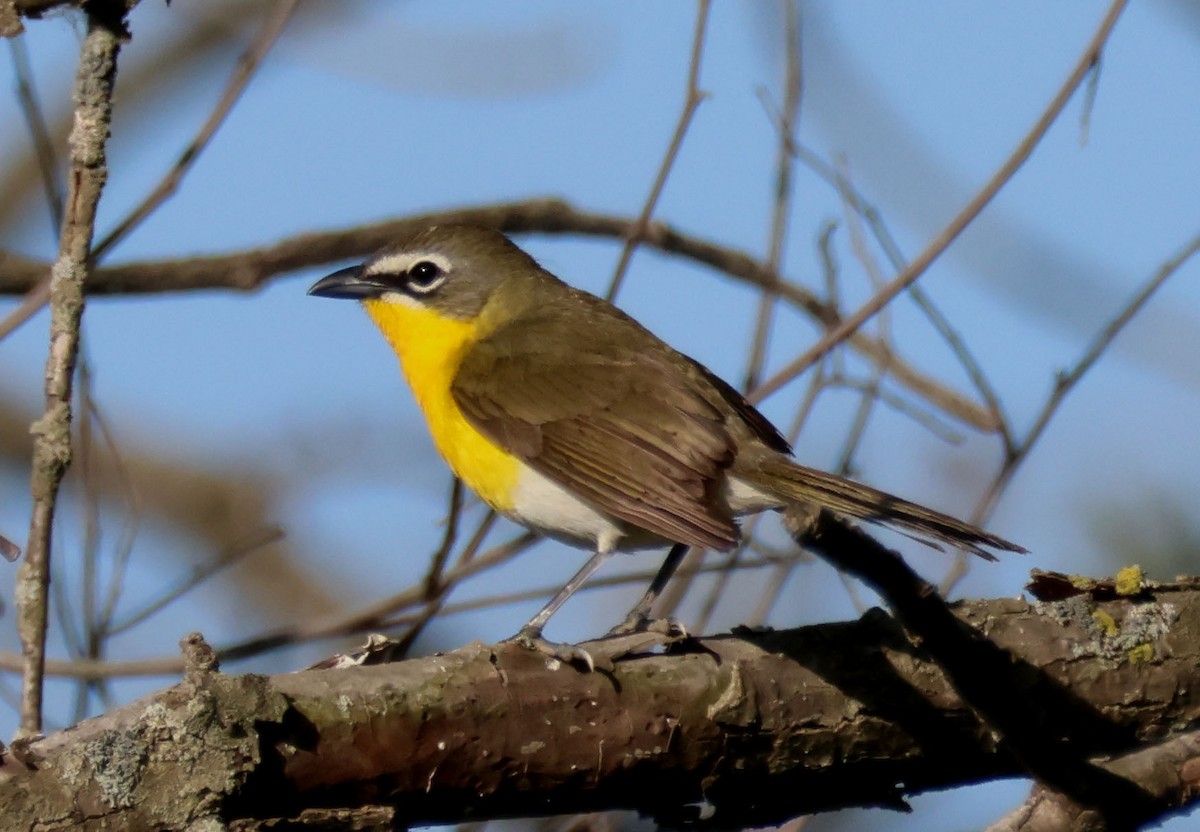 Yellow-breasted Chat - ML579000471