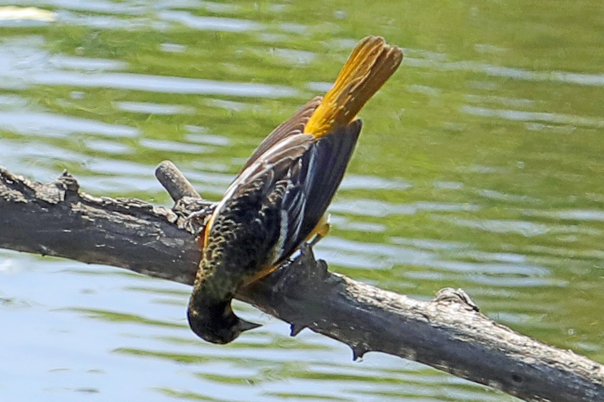 Baltimore Oriole - ML579001021