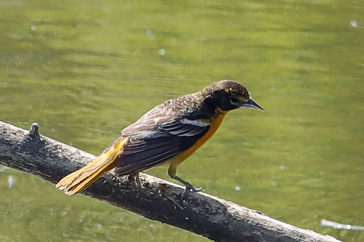 Baltimore Oriole - ML579001031