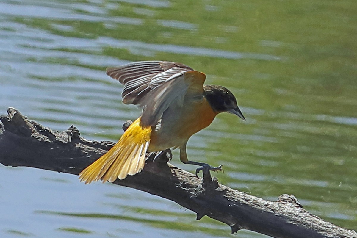 Baltimore Oriole - ML579001041