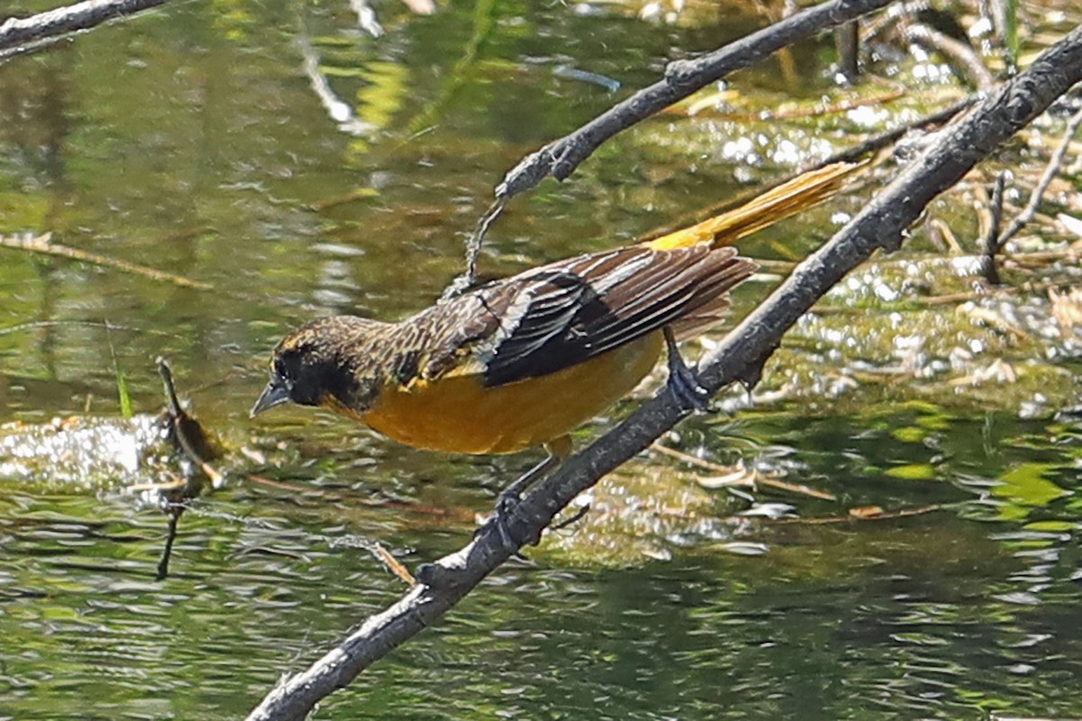 Baltimore Oriole - ML579001051