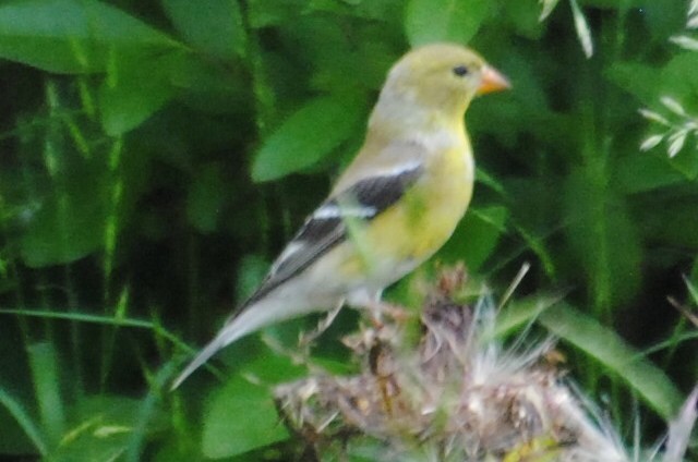 American Goldfinch - ML579001171