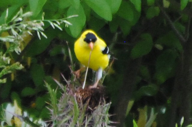 Chardonneret jaune - ML579001191