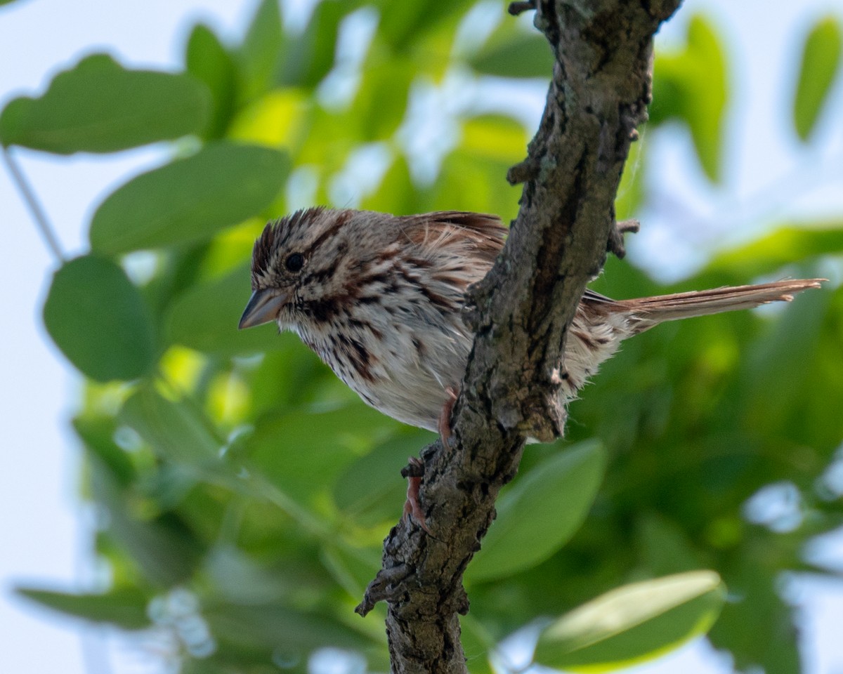 Song Sparrow - ML579001241