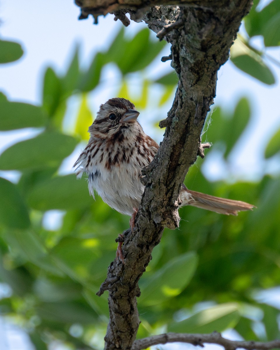 Song Sparrow - ML579001271